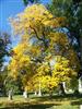 Photo of Genus=Diospyros&Species=virginiana&Common=Persimmon&Cultivar=