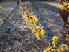 Photo of Genus=Hamamelis&Species=mollis&Common=Early Bright Chinese Witchhazel&Cultivar='Early Bright'