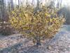 Photo of Genus=Hamamelis&Species=mollis&Common=Early Bright Chinese Witchhazel&Cultivar='Early Bright'