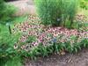 Photo of Genus=Echinacea&Species=&Common=Pixie Meadowbrite&Cultivar='Pixie Meadowbrite'