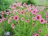 Photo of Genus=Echinacea&Species=tennesseensis&Common=Rocky Top Coneflower&Cultivar='Rocky Top'