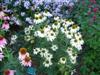 Photo of Genus=Echinacea&Species=&Common=Sunrise Coneflower&Cultivar='Sunrise' Big Sky™