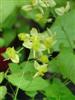 Photo of Genus=Epimedium&Species=x versicolor&Common=Yellow Barrenwort&Cultivar=Sulphureum