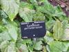 Photo of Genus=Epimedium&Species=perralderianum&Common=Barrenwort&Cultivar=