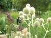 Photo of Genus=Eryngium&Species=yuccifolium&Common=Rattlesnake Master&Cultivar=