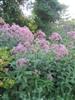 Photo of Genus=Eupatorium&Species=purpureum&Common=Joe Pye Weed&Cultivar=