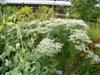 Photo of Genus=Eupatorium&Species=hyssopifolium&Common=Hyssop Leaved Thoroughwort&Cultivar=