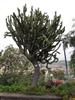 Photo of Genus=Euphorbia&Species=ingens&Common=Candelabra Tree&Cultivar=