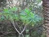 Photo of Genus=Euphorbia&Species=lambii&Common=Tree Euphorbia&Cultivar=