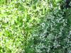 Photo of Genus=Euphorbia&Species=hybrid&Common=Diamond Frost® Euphorbia&Cultivar='Diamond Frost®'