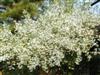 Photo of Genus=Exochorda&Species=racemosa&Common=Pearlbush&Cultivar=