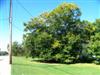 Photo of Genus=Fagus&Species=grandifolia&Common=American Beech&Cultivar=