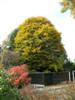 Photo of Genus=Fagus&Species=sylvatica&Common=Fernleaf Beech&Cultivar='Asplenifolia'