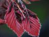 Photo of Genus=Fagus&Species=sylvatica&Common=Tri-colored European Beech&Cultivar='Roseo-marginata'