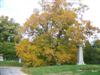 Photo of Genus=Fagus&Species=grandifolia&Common=American Beech&Cultivar=