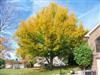 Photo of Genus=Fagus&Species=grandifolia&Common=American Beech&Cultivar=