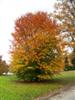 Photo of Genus=Fagus&Species=orientalis&Common=Oriental Beech&Cultivar=