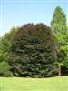 Photo of Genus=Fagus&Species=sylvatica&Common=Klein Copper European Beech&Cultivar='Klein Copper'