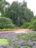 Photo of Genus=Fagus&Species=sylvatica&Common=Weeping European Beech&Cultivar='Pendula'