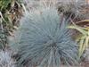 Photo of Genus=Festuca&Species=cinerea&Common=Blue Fescue&Cultivar=