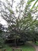 Photo of Genus=Ficus&Species=maxima&Common=&Cultivar=
