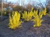 Photo of Genus=Forsythia&Species=x intermedia&Common=Golden Bells Forsythia&Cultivar='Golden Bells'