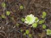 Photo of Genus=Fothergilla&Species=gardenii&Common=Dwarf Fothergilla&Cultivar=