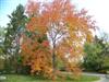 Photo of Genus=Fraxinus&Species=americana&Common=Rosehill Ash&Cultivar='Rosehill'