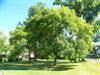 Photo of Genus=Fraxinus&Species=pennsylvanica&Common=Green Ash&Cultivar=