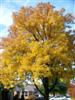 Photo of Genus=Fraxinus&Species=pennsylvanica&Common=Green Ash&Cultivar=