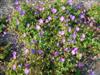 Photo of Genus=Geranium&Species=&Common=Rozanne Cranesbill&Cultivar='Rozanne'