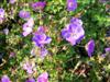 Photo of Genus=Geranium&Species=&Common=Rozanne Cranesbill&Cultivar='Rozanne'