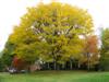 Photo of Genus=Gleditsia&Species=triacanthos var. inermis&Common=Thornless Honeylocust&Cultivar=