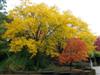 Photo of Genus=Gleditsia&Species=triacanthos var. inermis&Common='Moraine' Thornless Honeylocust&Cultivar='Moraine'