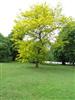 Photo of Genus=Gleditsia&Species=triacanthos &Common=Sunburst Honeylocust&Cultivar='Sunburst'