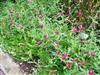 Photo of Genus=Gomphrena&Species=globosa&Common=Carmine Globe Amaranth&Cultivar='Carmine'