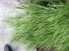 Photo of Genus=Hakonechloa&Species=macra&Common=Variagated Japanese Fountain Grass&Cultivar='Variegata'