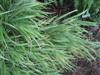 Photo of Genus=Hakonechloa&Species=macra&Common=Variagated Japanese Fountain Grass&Cultivar='Variegata'