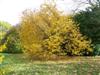 Photo of Genus=Halesia&Species=carolina&Common=Carolina Silverbell&Cultivar=