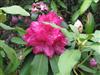 Photo of Genus=Rhododendron&Species=spp&Common=Parkers Pink&Cultivar=