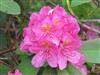Photo of Genus=Rhododendron&Species=spp&Common=spring dawn&Cultivar=