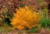 Photo of Genus=Hamamelis&Species=vernalis&Common=Vernal Witchhazel&Cultivar=