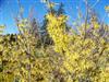 Photo of Genus=Hamamelis&Species=x intermedia&Common=Arnold Promise Witchhazel&Cultivar='Arnold Promise'