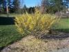 Photo of Genus=Hamamelis&Species=x intermedia&Common=Arnold Promise Witchhazel&Cultivar='Arnold Promise'