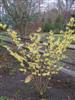 Photo of Genus=Hamamelis&Species=x intermedia&Common=Pallida Witchhazel&Cultivar='Pallida'