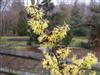 Photo of Genus=Hamamelis&Species=x intermedia&Common=Pallida Witchhazel&Cultivar='Pallida'