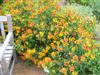 Photo of Genus=Helenium&Species=x&Common=Mardi Gras Sneezeweed&Cultivar='Mardi Gras'