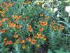 Photo of Genus=Helenium&Species=autumnale&Common=Sneezeweed, Helens Flower&Cultivar=