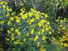 Photo of Genus=Helenium&Species=autumnale&Common=Sneezeweed, Helens Flower&Cultivar=