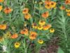 Photo of Genus=Helenium&Species=autumnale&Common=Sneezeweed, Helens Flower&Cultivar=